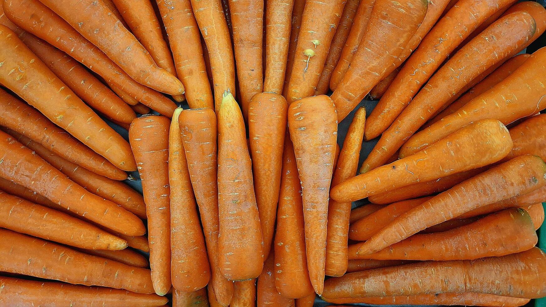 Ripe fresh carrots as background, space for text photo