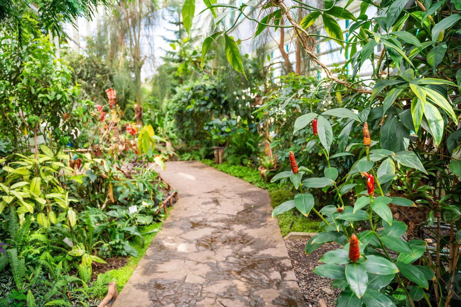 Greenhouse of botanical garden in Kemerovo, rare plants from various climate zones. Ecotourism, sustainable exploration, global plant heritage preservation. photo