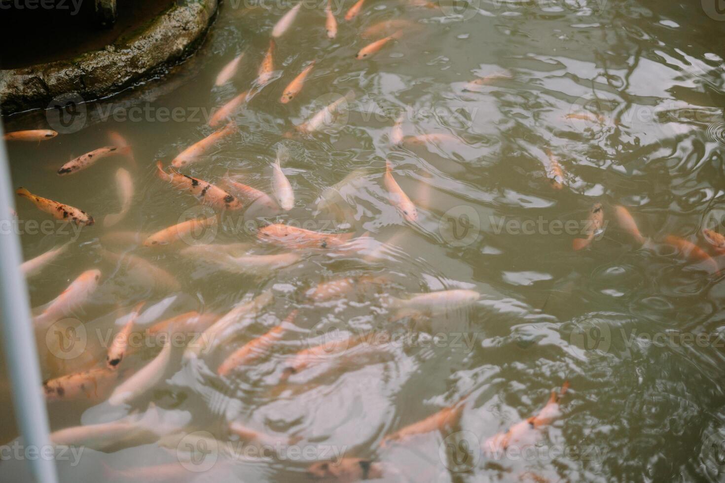 Gathering of tilapia fish in murky water a vibrant display of nature photo