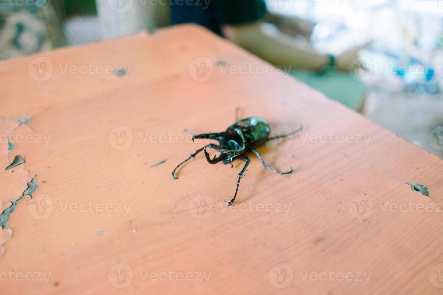 Horned beetle resting on a weathered orange wooden surface backdrop photo