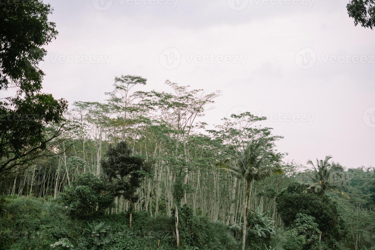 Lush tropical forest landscape with dense vegetation and tall slender trees photo