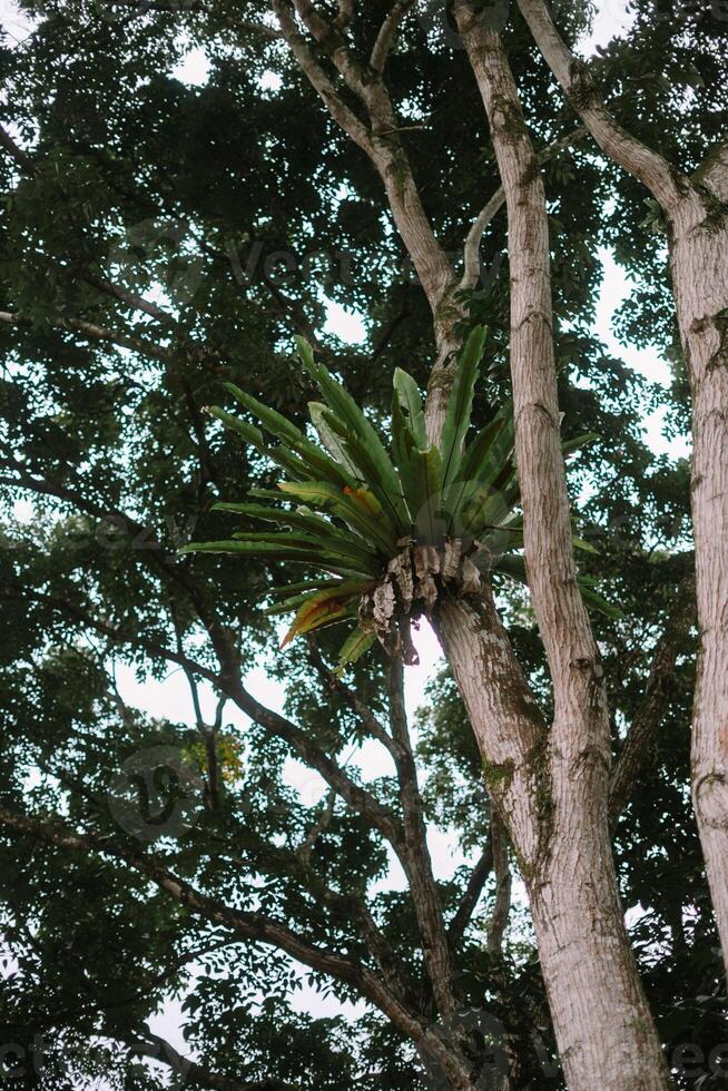 Epiphytic Bird's Nest Fern on a Tree Trunk in a Tropical Forest photo