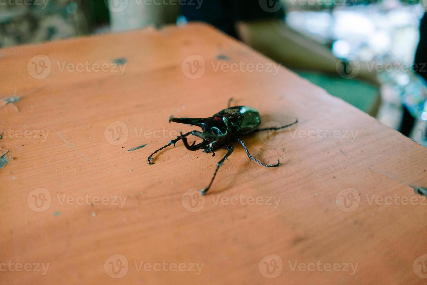 Rhinoceros Beetle on Distressed Surface Captivating Wildlife Encounter photo