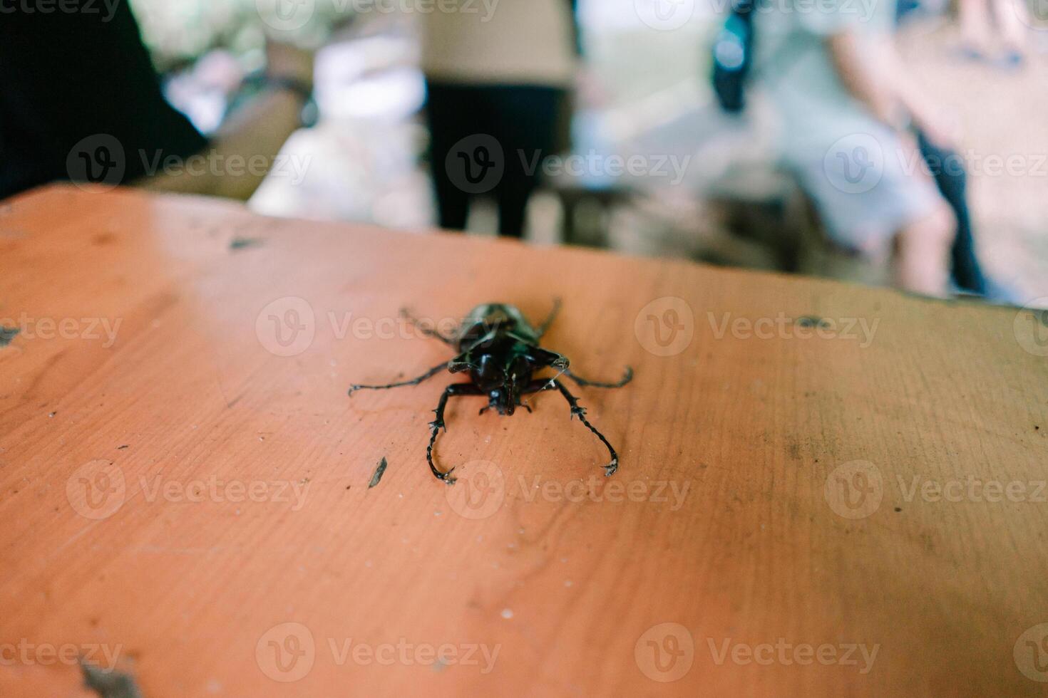 Captivating Beetle Close-Up Resting on Weathered Surface with Blurred Figures photo