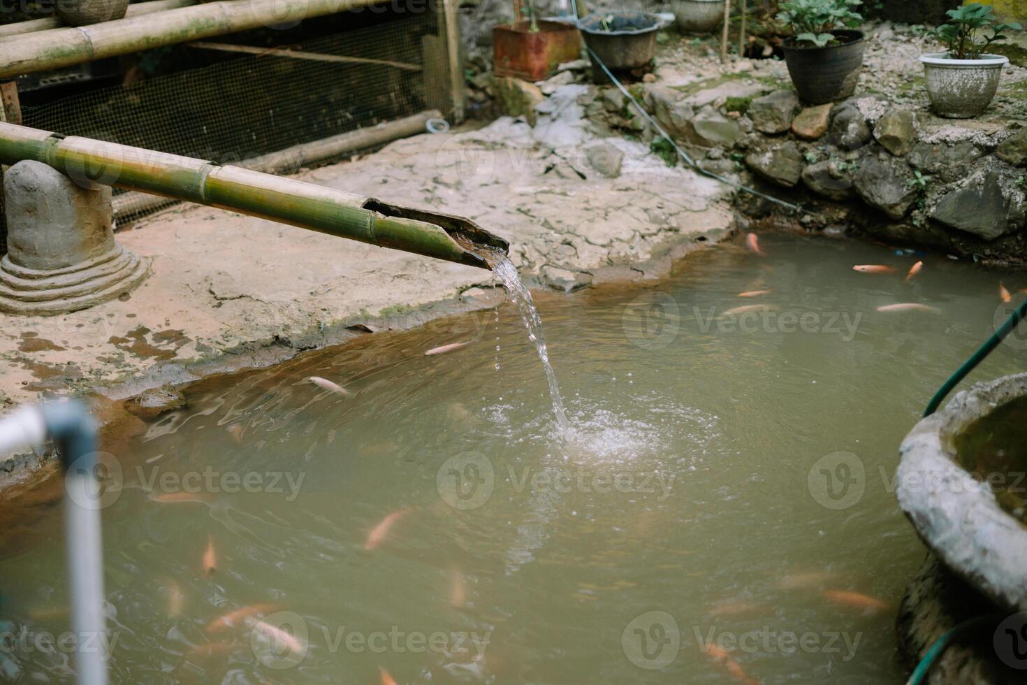 Peaceful fishpond scene with bamboo fountain and swimming fishes photo