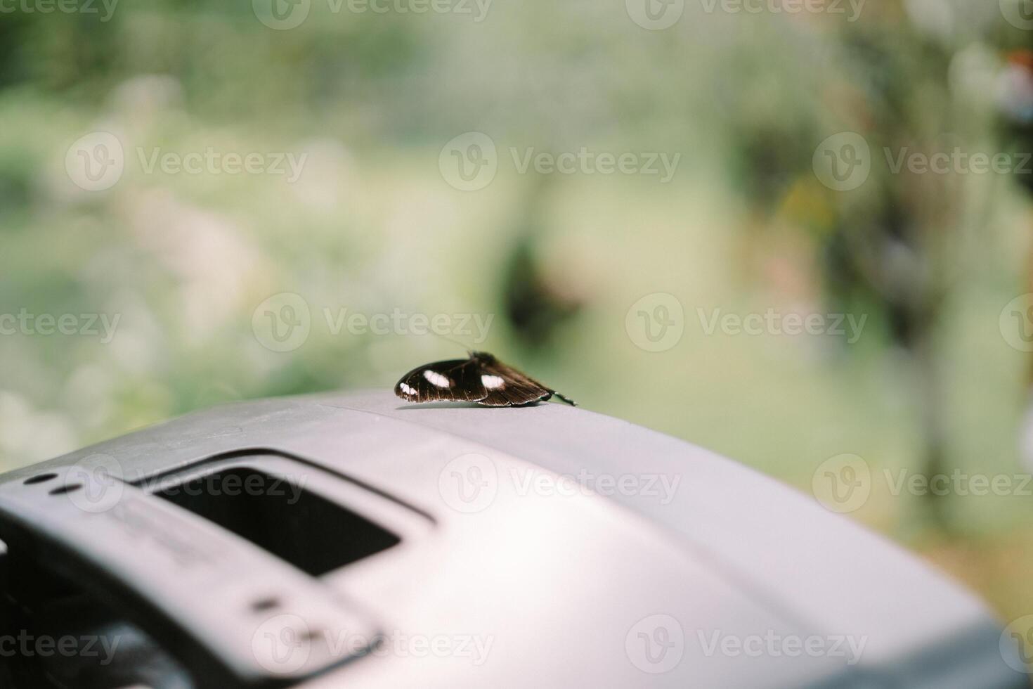 Resting butterfly with spotted wings on blurred green natural background photo