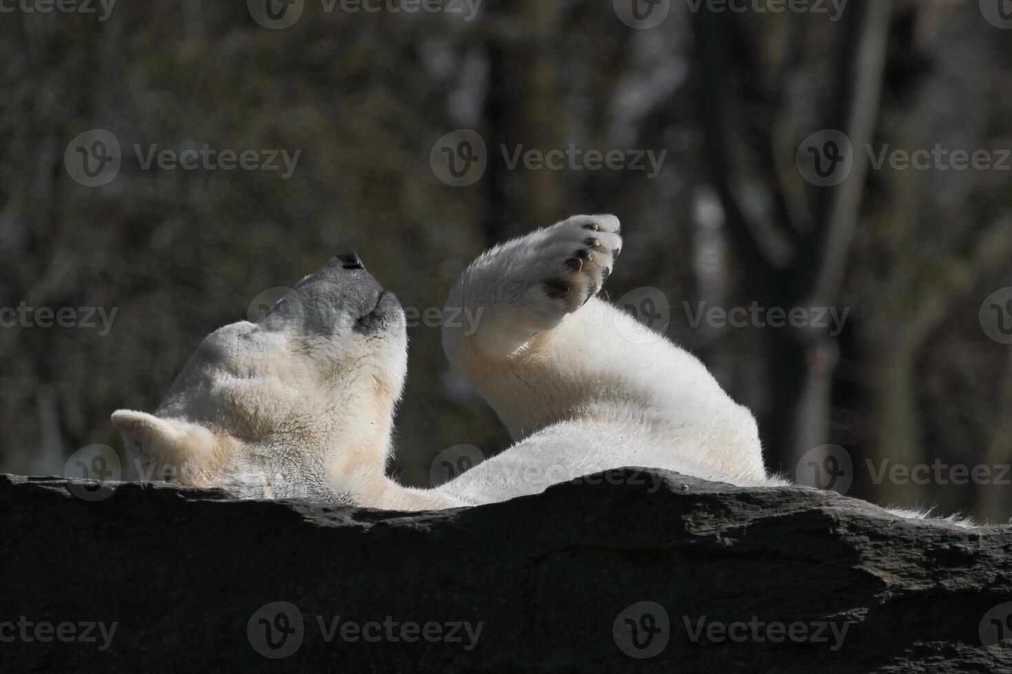 relaxed polar bear lies on a rock and raises a paw in the air. Nature photo