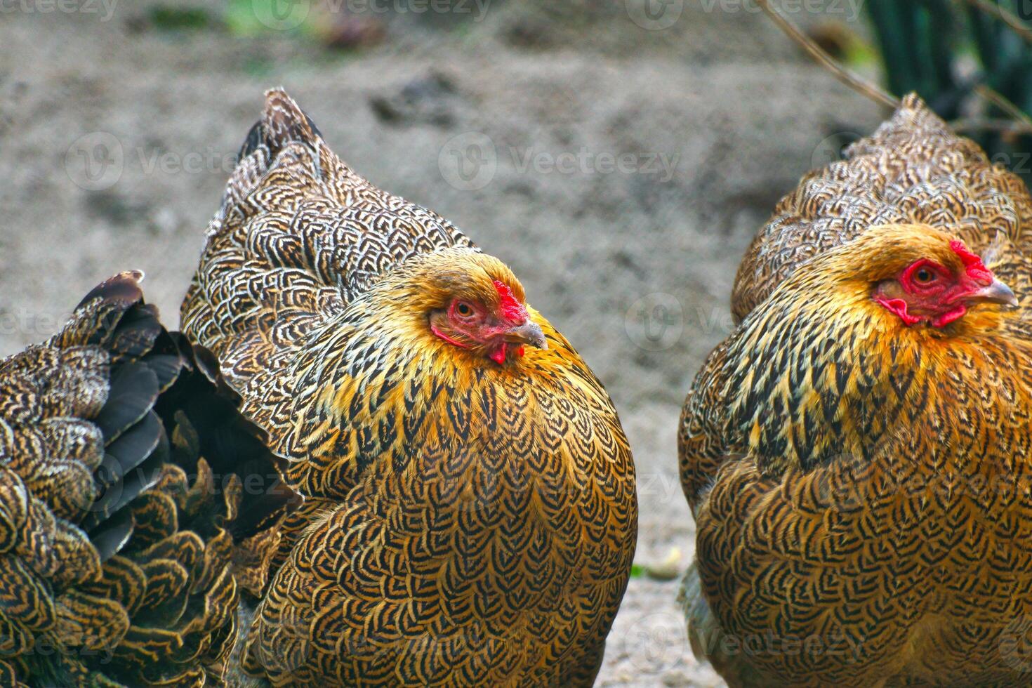 Chickens with colorful and beautiful plumage patterns. Rural, farm atmosphere photo