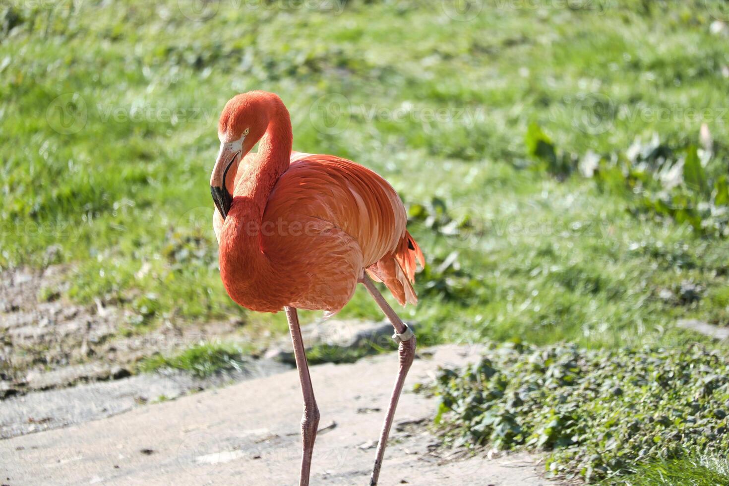 Flamingo stands in front of water and green grass. orange plumage. photo