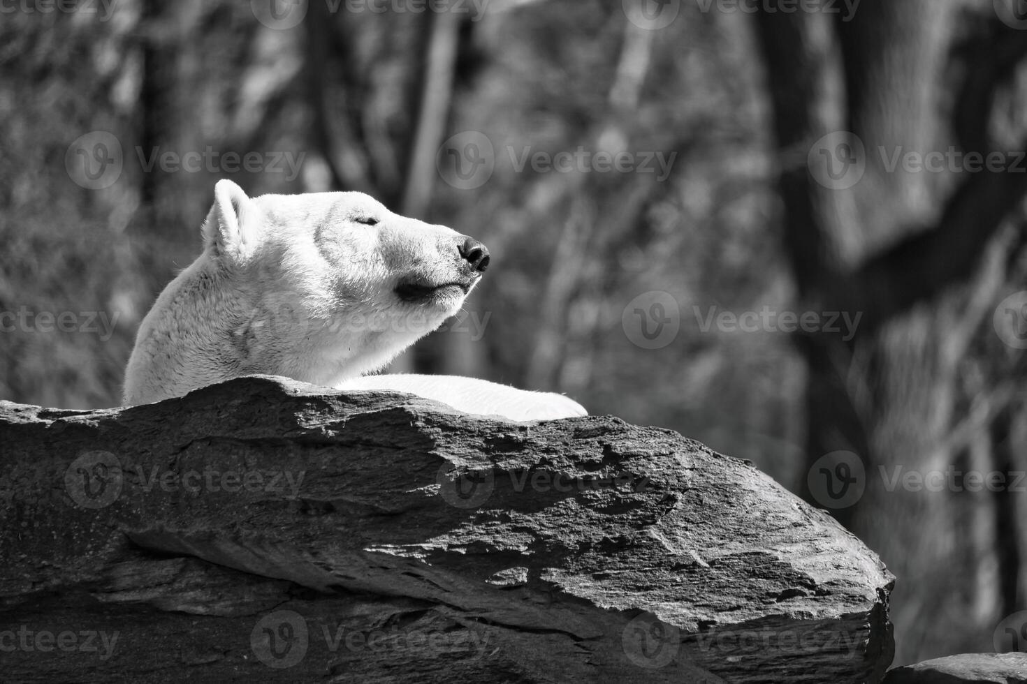 in black and white a polar bear lies relaxed on a rock and enjoys the sun. photo