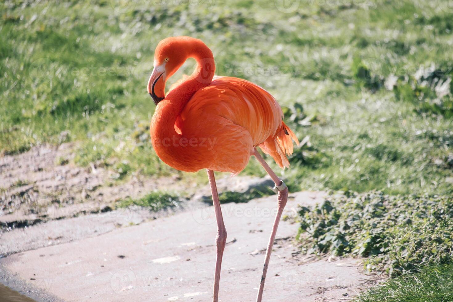 Flamingo stands in front of water and grass. Orange plumage photo