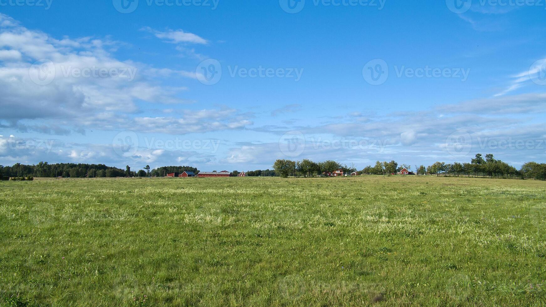 Green meadow under a blue sky with scattered clouds, framed by trees photo