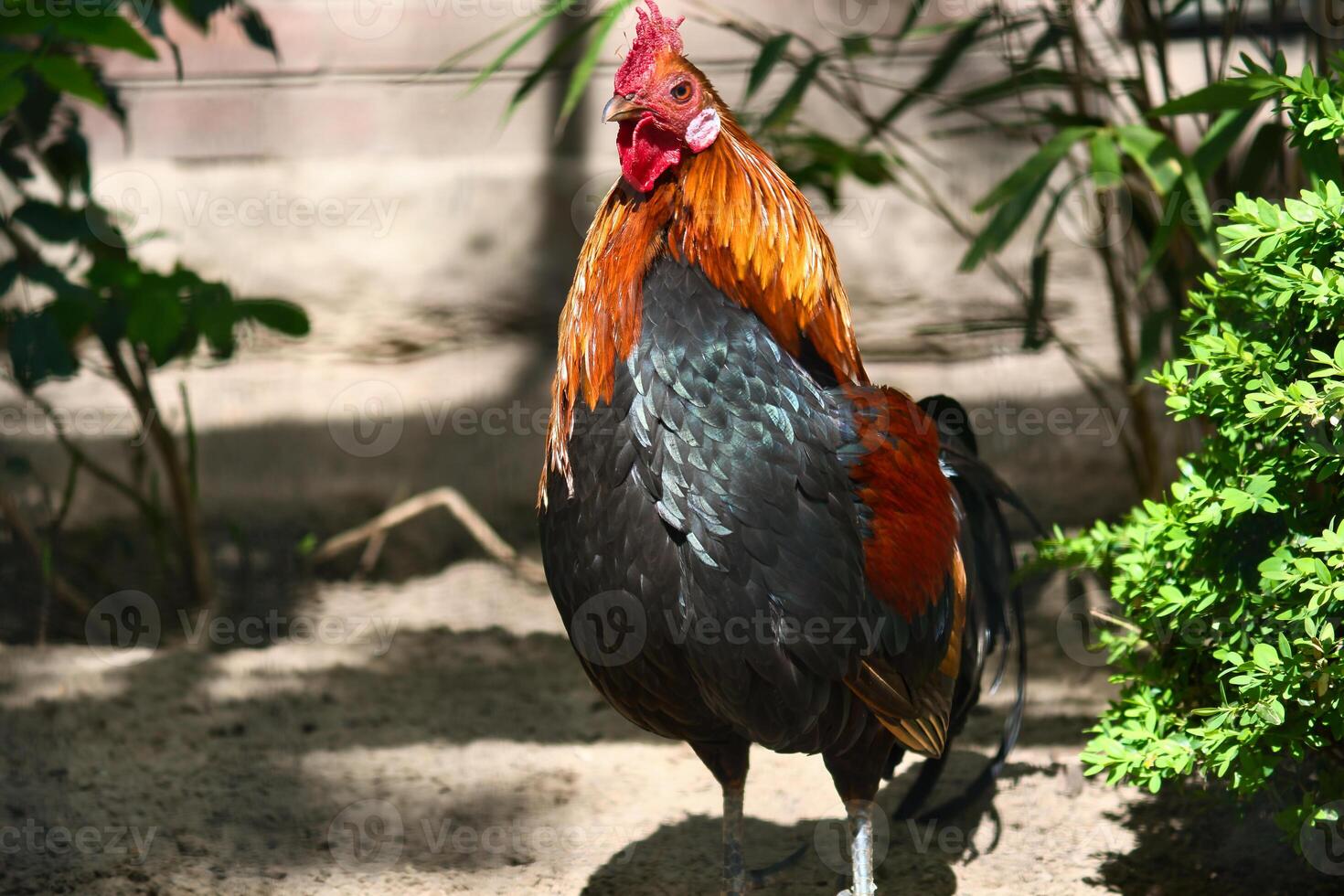 Colorful rooster in the sunlight, surrounded by green plants and shade. photo