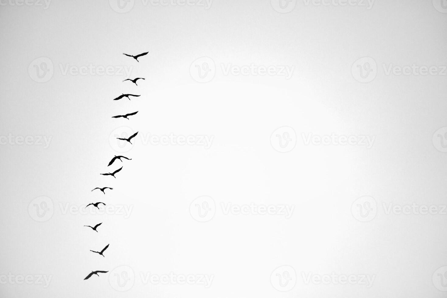 Cranes fly one after the other in the sky. Migratory birds passing through. photo