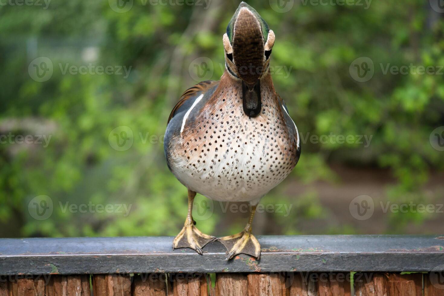 A colorful hen duck stands on a fence and turns its head to the side. photo