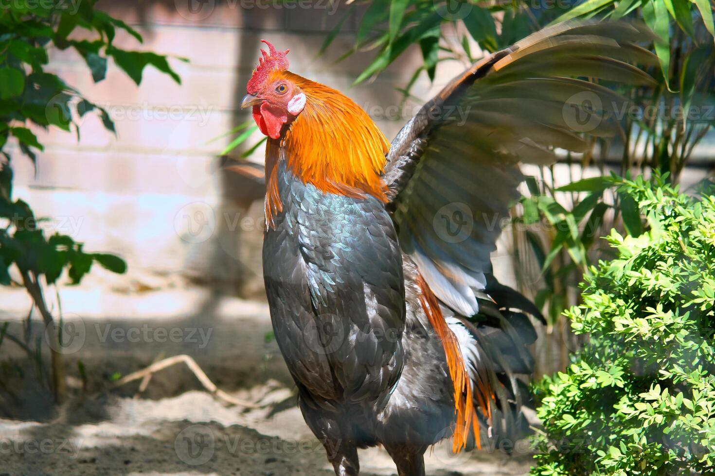 Colorful rooster, with outstretched wings, surrounded by green plants and shade. photo