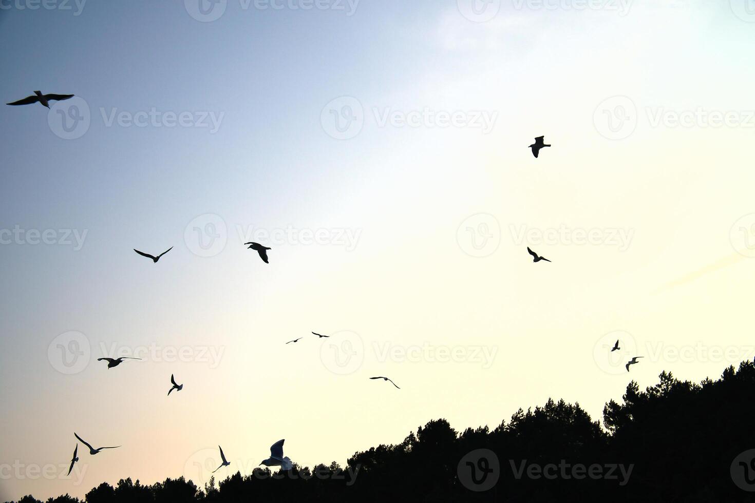 Seagulls glide gracefully through the clear sky, over a forest on the coast photo
