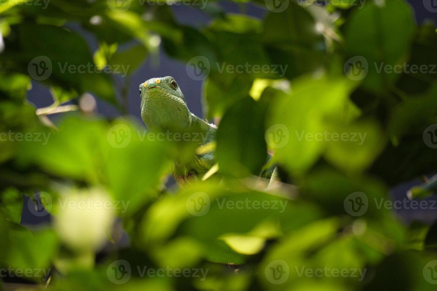 Green iguana, half hidden between tropical leaves photo