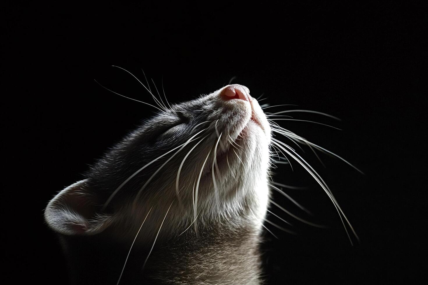 Cute ferret enjoying and smelling fresh air in dark room photo