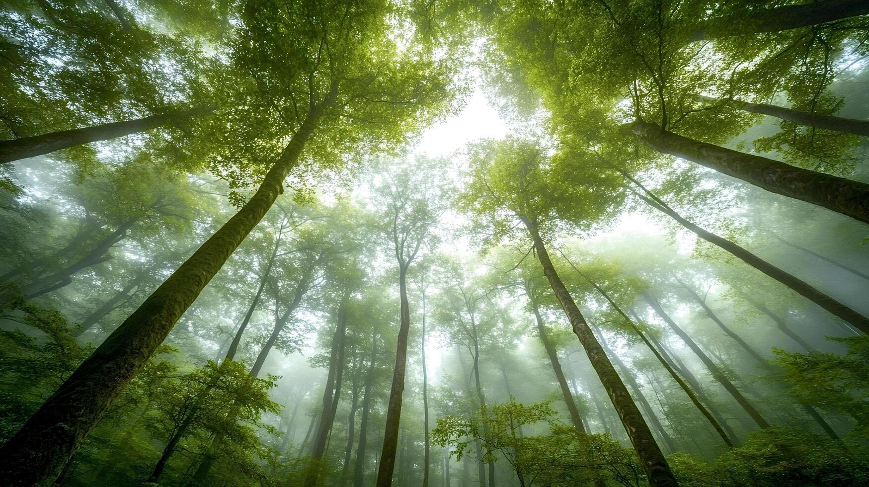 Sunlight filtering through fog in majestic green forest photo