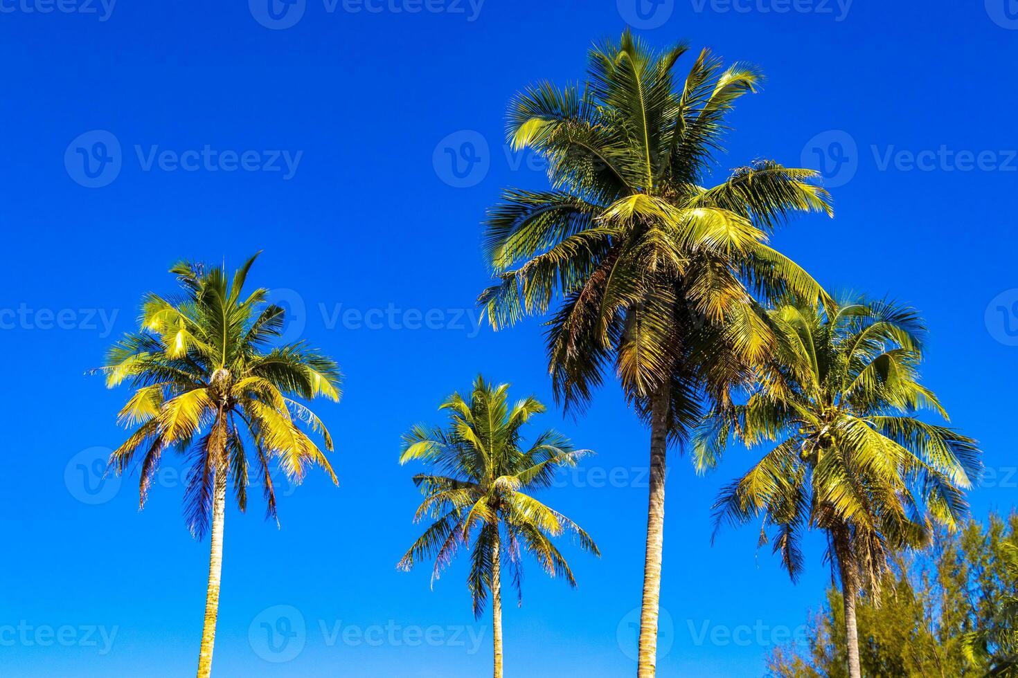 Three palm trees stand in front of a blue sky photo