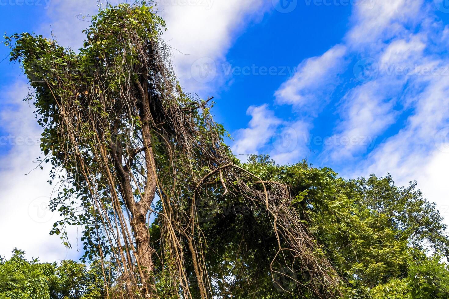 A large tree with a lot of vines growing on it photo