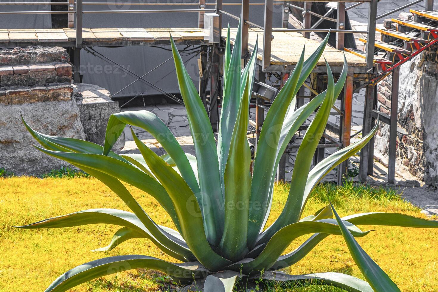 Agave Plant Cactus Grows on Ruins in Mexico City. photo
