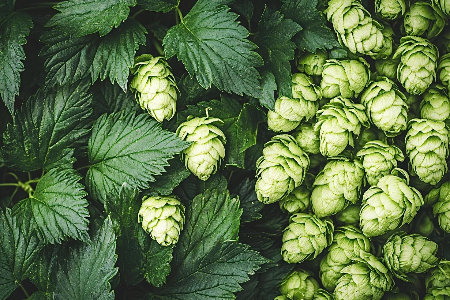 Fresh green hops growing on vine for craft beer brewing photo