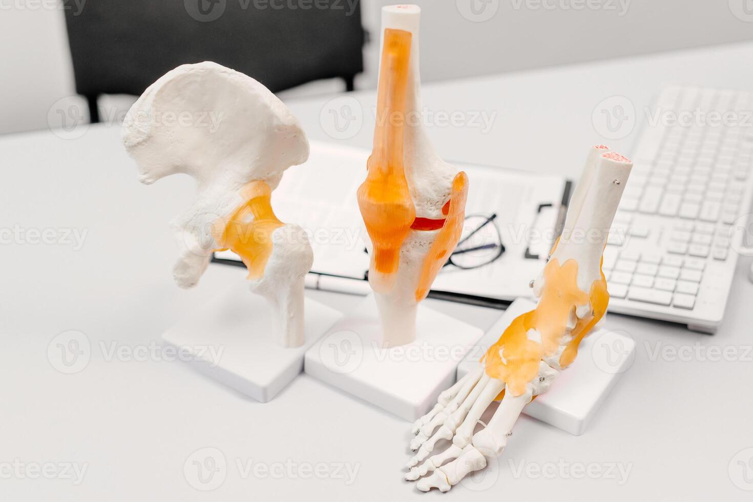 Close-up anatomical model of the knee joint, anatomical model of the foot and knee on the physiotherapist's desk near the computer photo