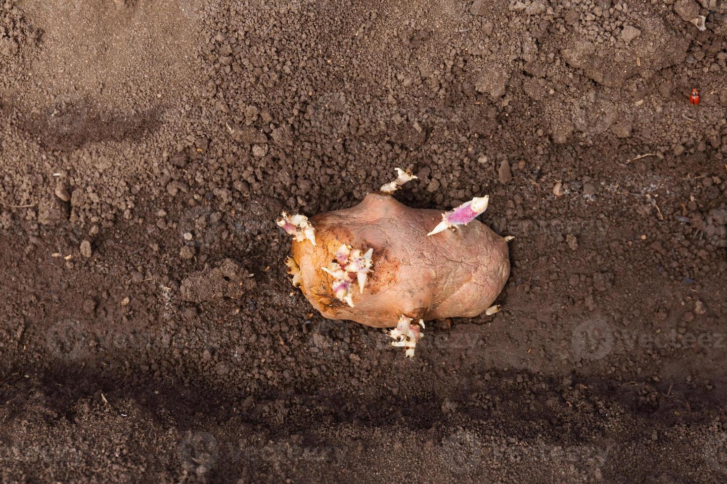 A sprouted potato tuber with pink shoots lies on fertile ground, ready for planting. photo