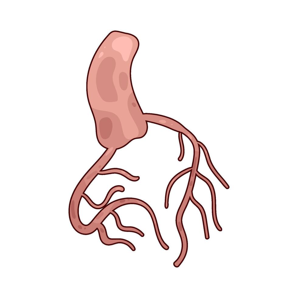 Illustration of a coronary artery vector