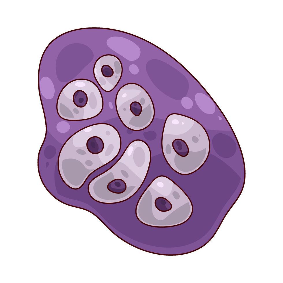 Illustration of a cartilage cell vector