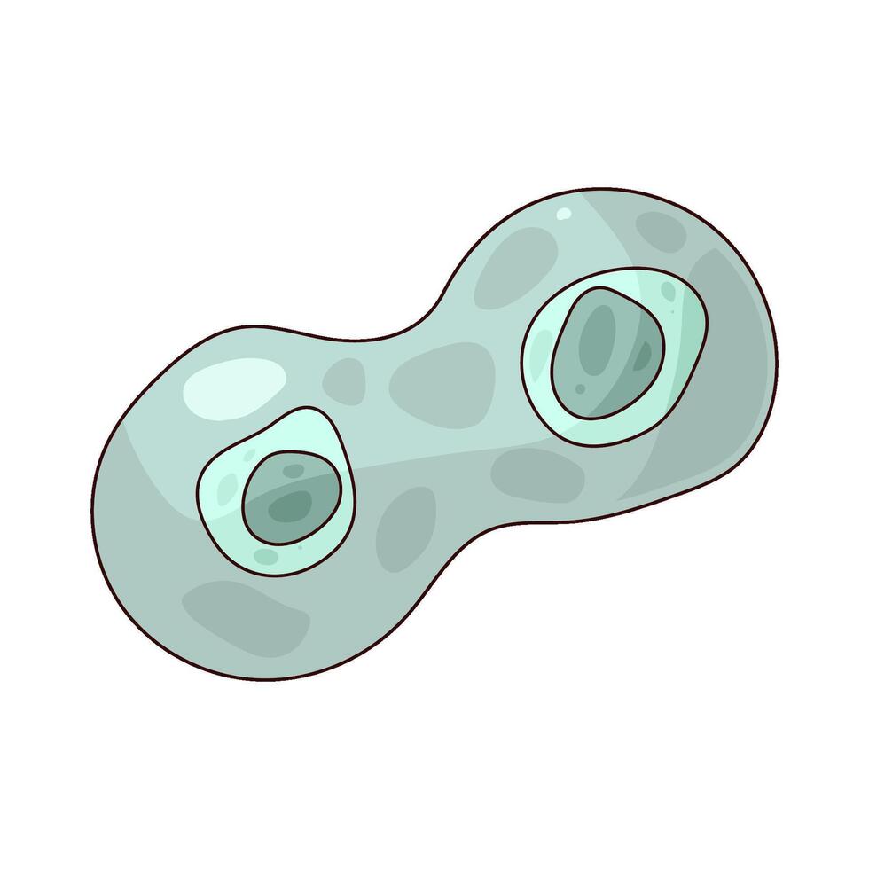 Illustration of a cell division vector
