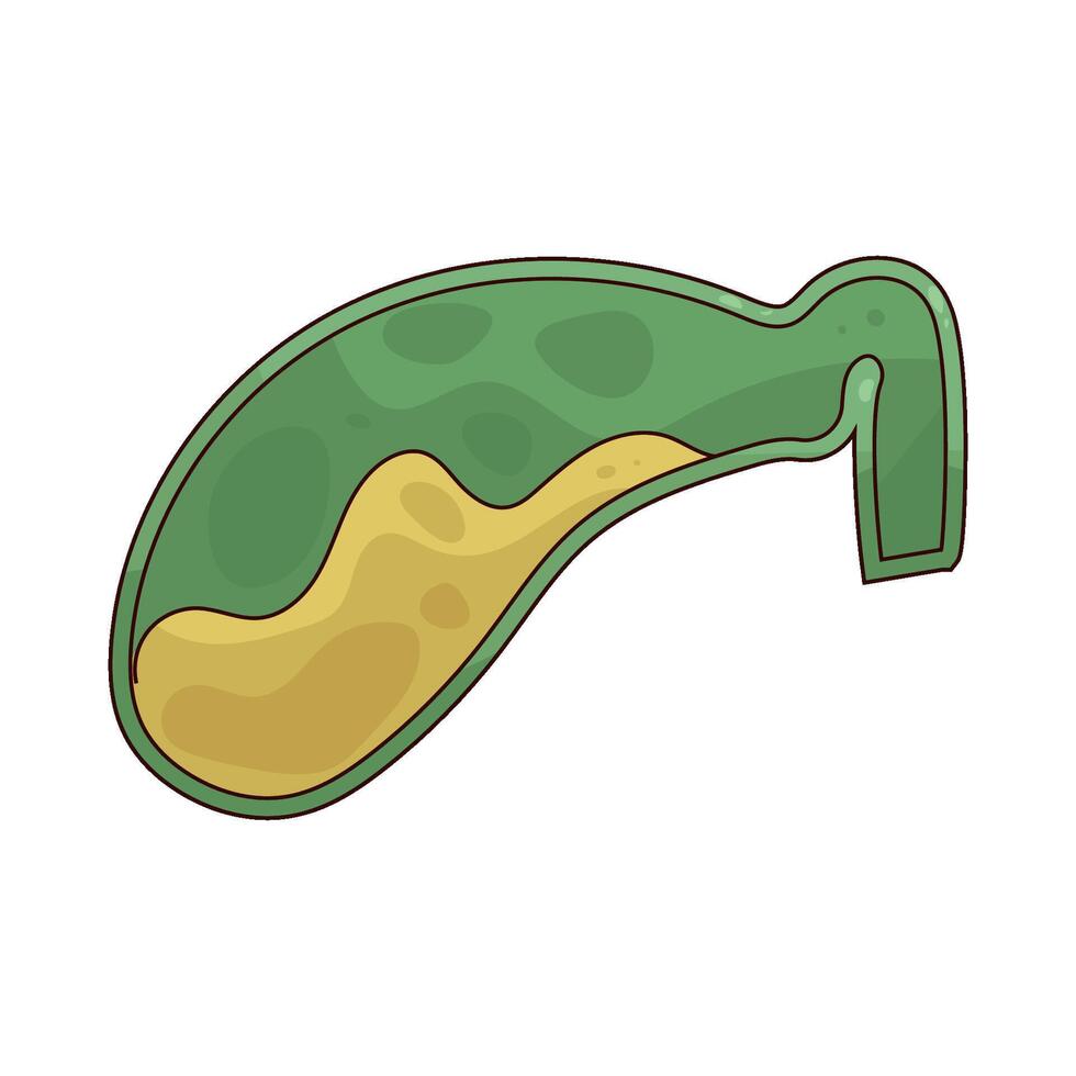 illustration of a digestion vector