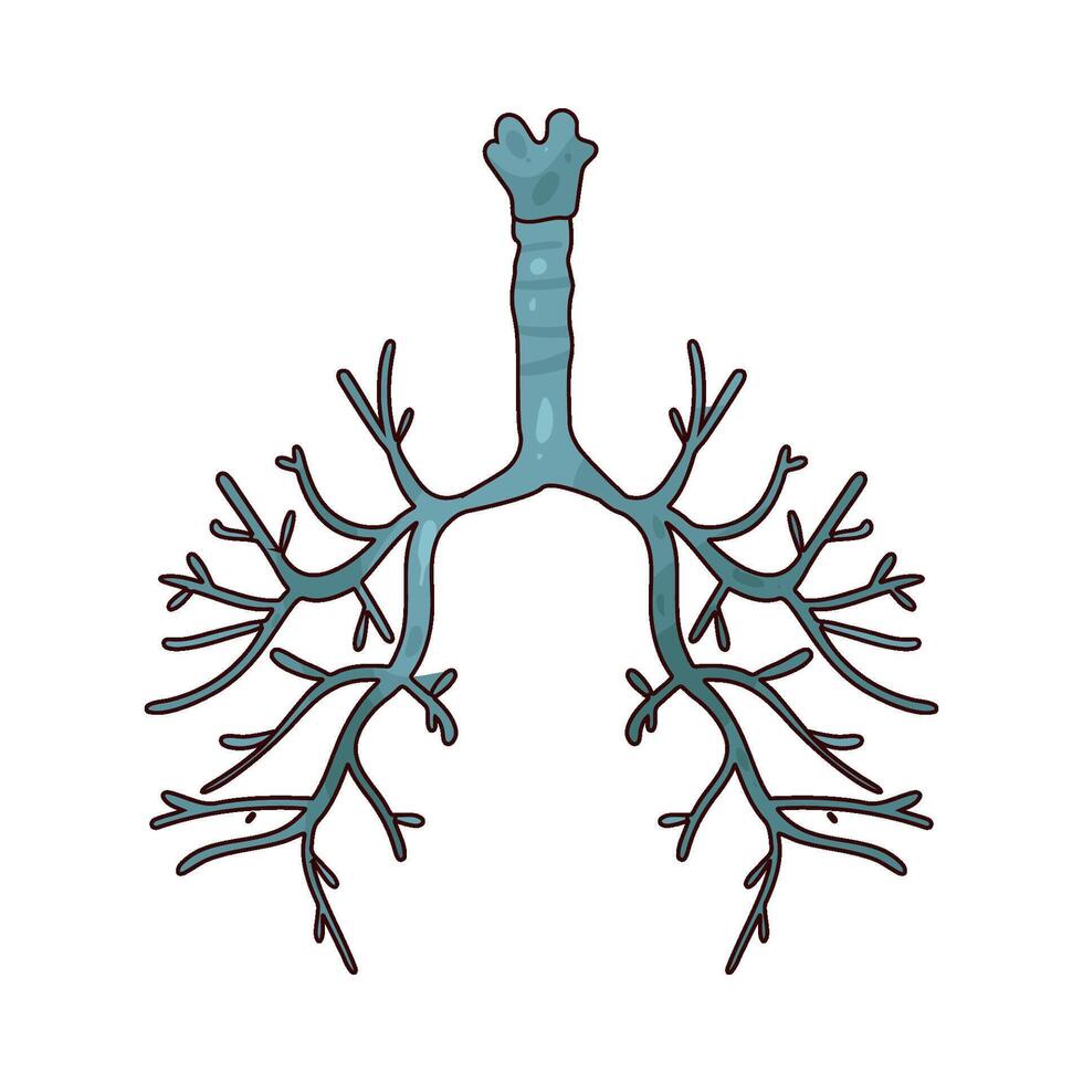 illustration of a bronchi vector