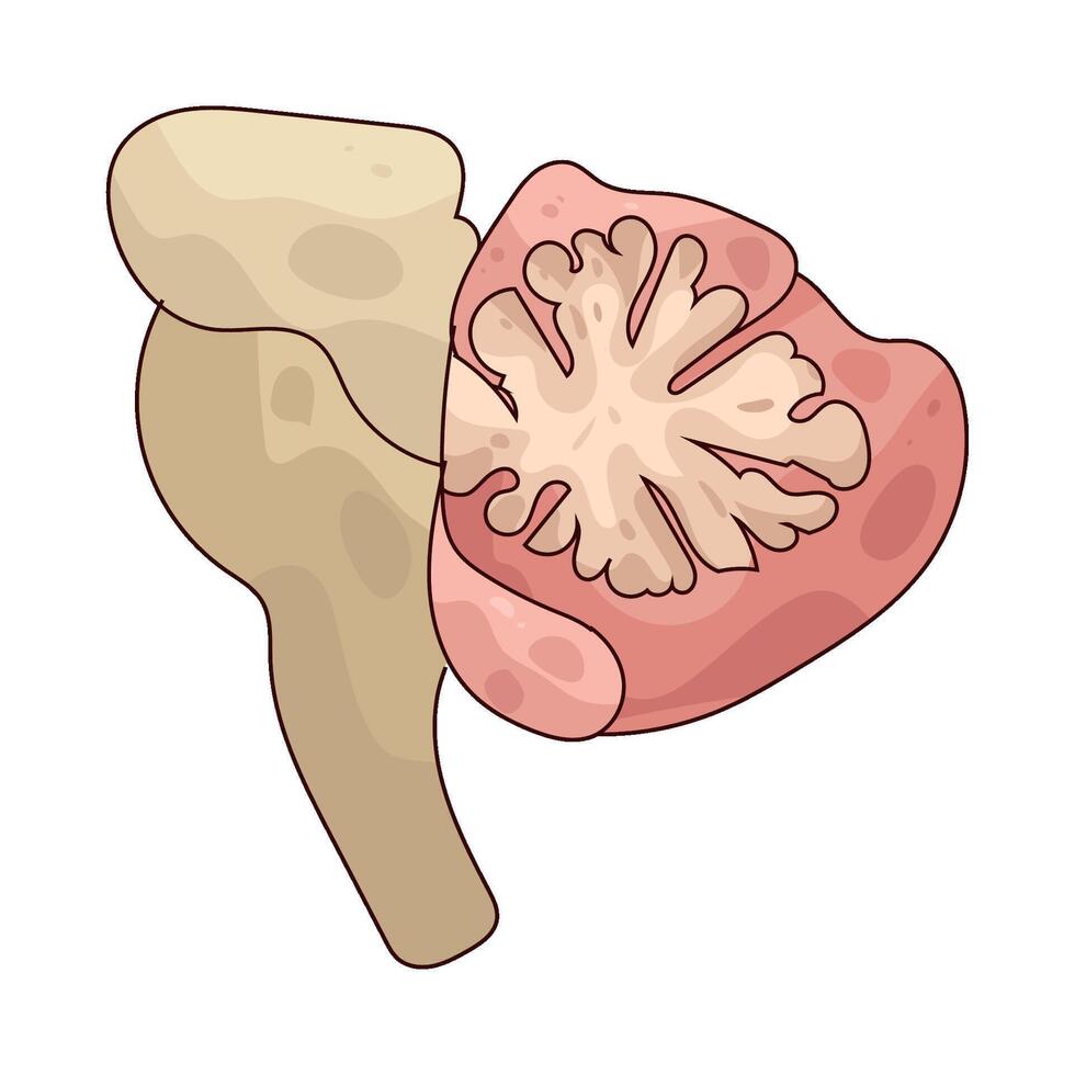 illustration of a cerebellum vector