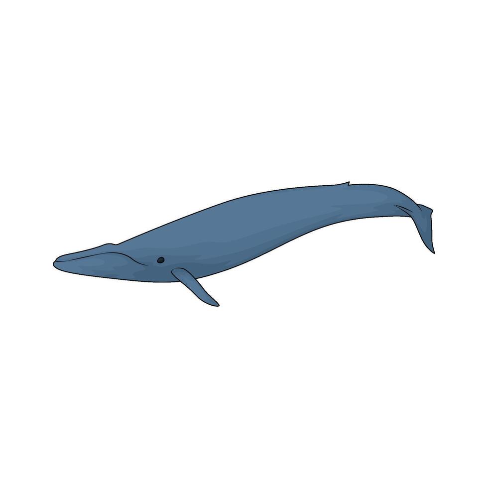 illustration of a blue whale vector