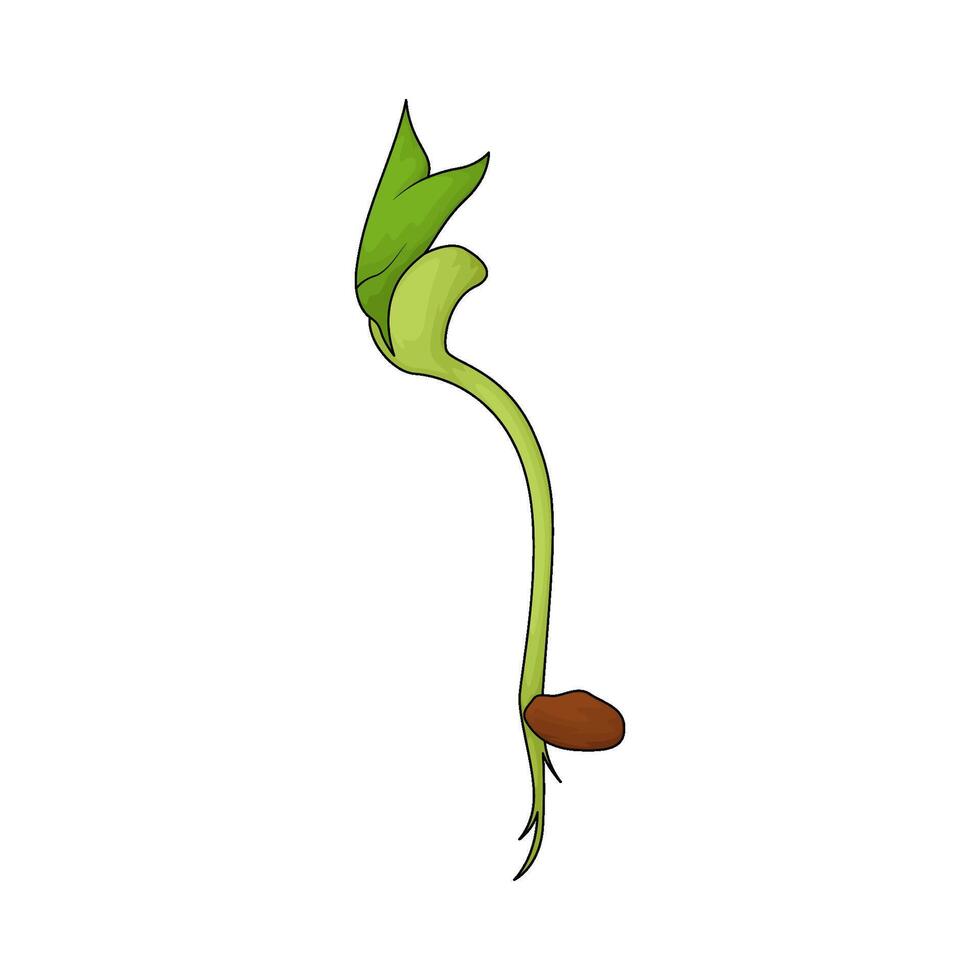 illustration of a bean sprout vector