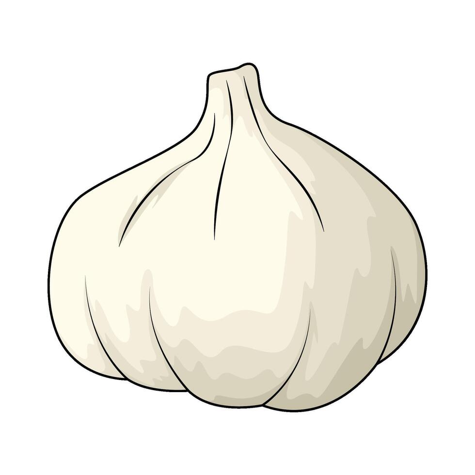 illustration of a organic garlic vector