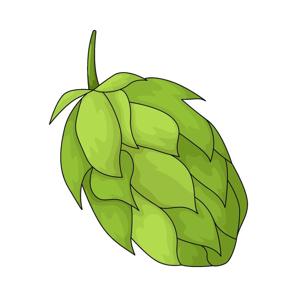 fresh hop cone vector