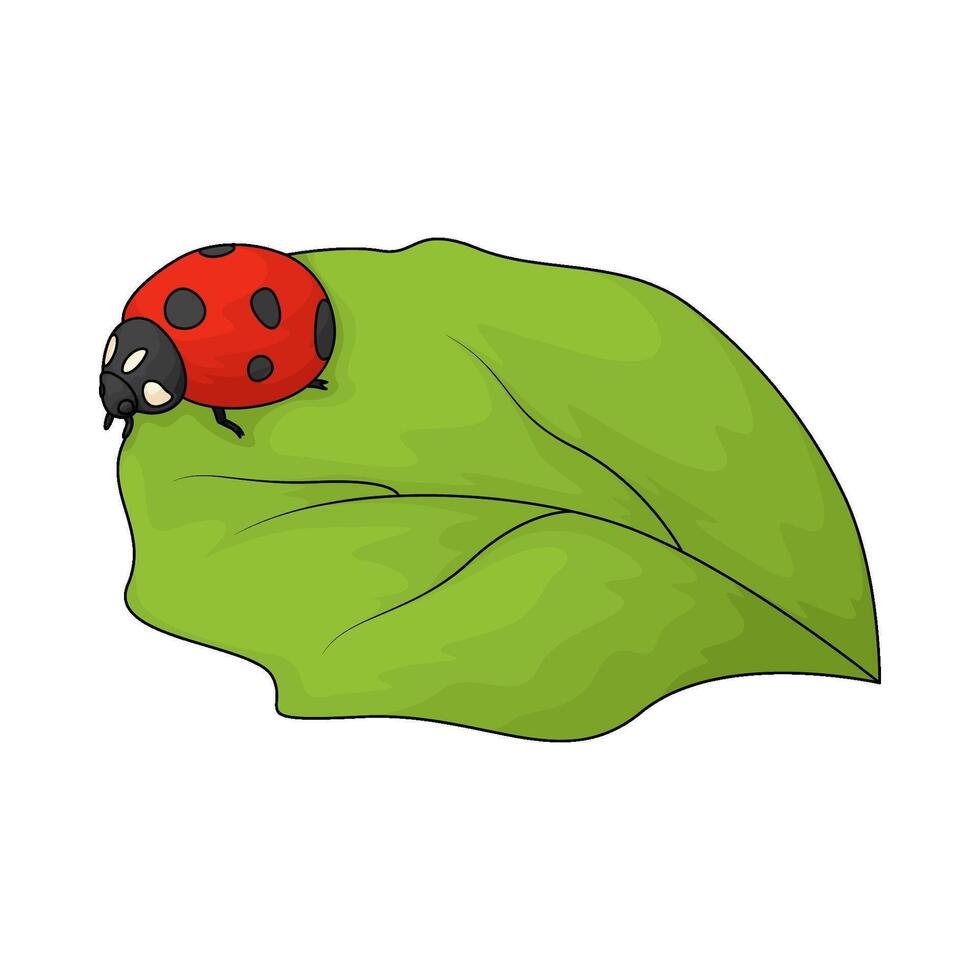 ladybug on leaf vector