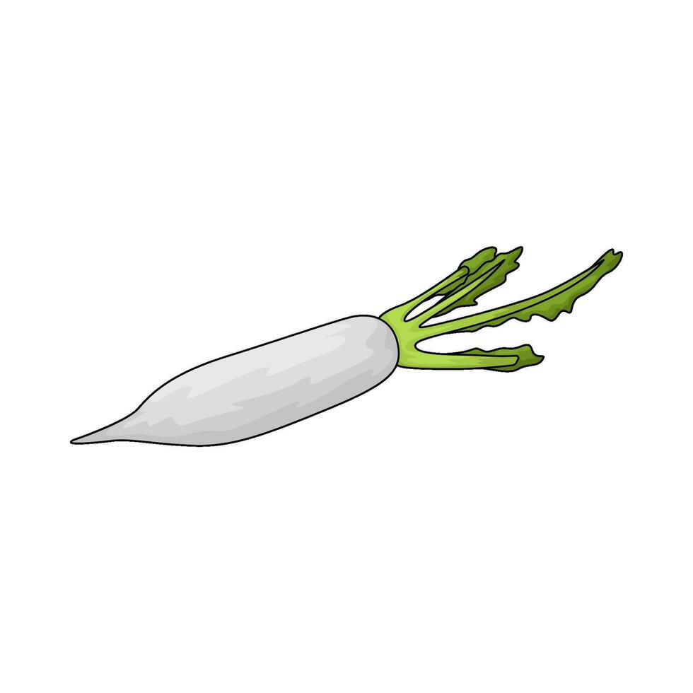 illustration of organic radish vector