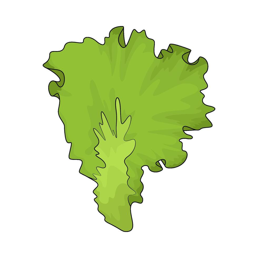 organic lettuce illustration vector