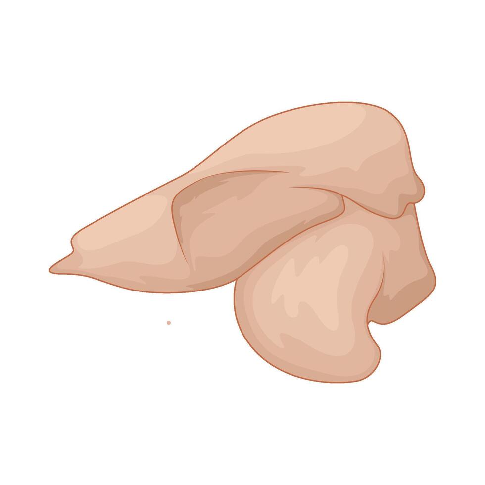 illustration of a chicken breast vector