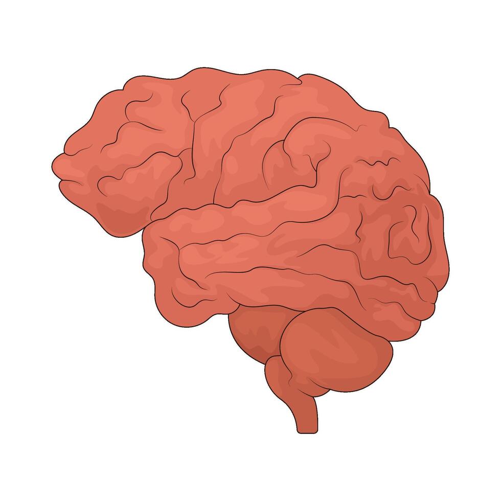 illustration of human brain organ vector