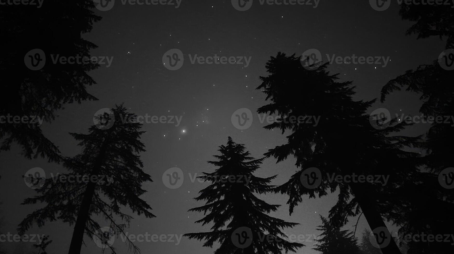 Starlit Canopy Silhouette of Evergreen Trees Under a Night Sky Filled with Stars photo