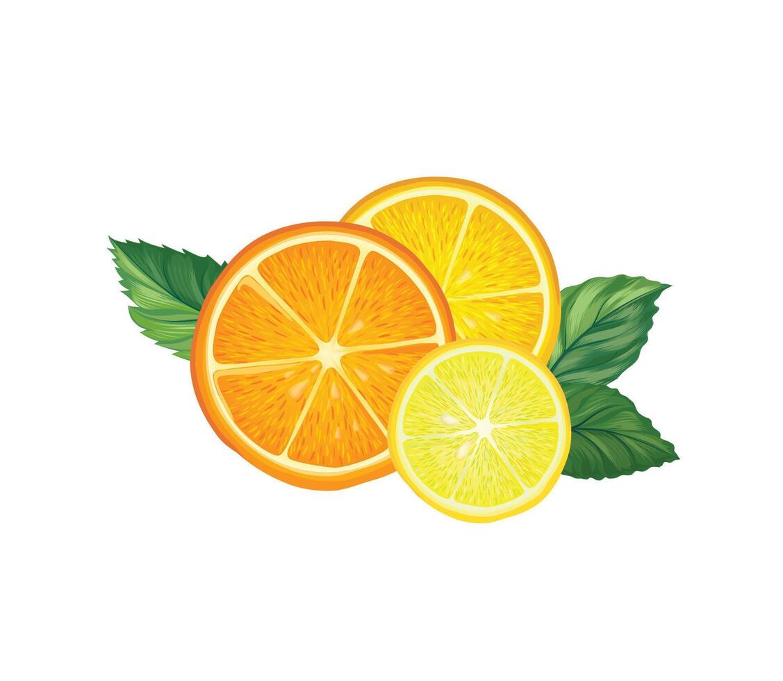 Fresh fruits with mint leaves. Fresh orange, lemon, mandarine slice, mint leaf. Citrus food background with fruits juice drink. vector