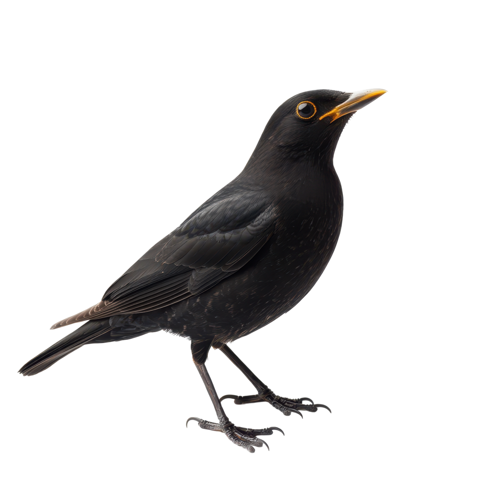 Blackbird perched gracefully against a plain background, showcasing its sleek feathers and bright beak png