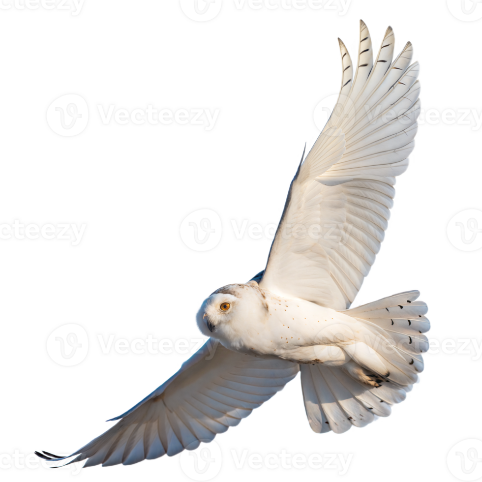 Majestic Snowy Owl in Flight on Transparent Background png