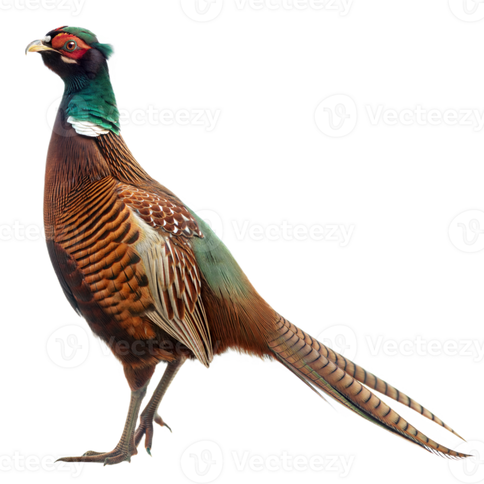 Striking Male Ring-Necked Pheasant Standing Tall on Transparent Background png